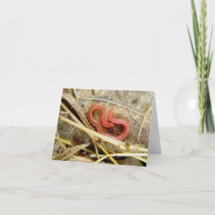 Carte de note Little Red Centipede