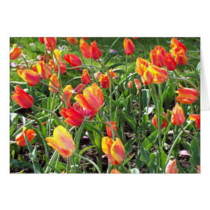 Carte de note Orange Tulips