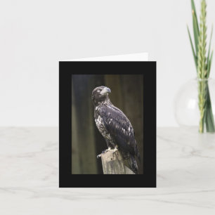 Carte de note pliée avec photo d'aigle à tête blan