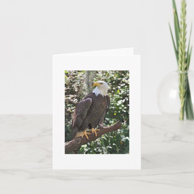 Carte de note pliée avec photo d'aigle à tête blan (Devant)