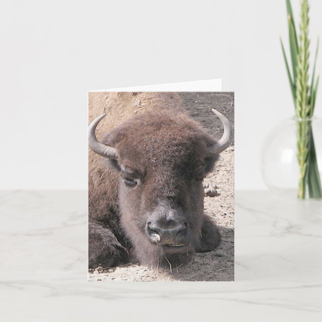 Carte de note pliée de la photo Buffalo (Devant)