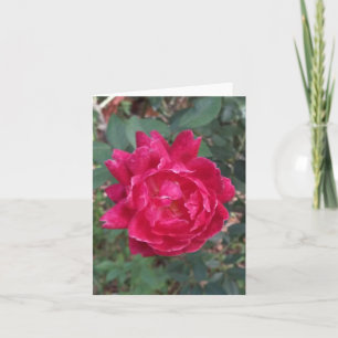 Carte de note pliée de photo Rose rouge