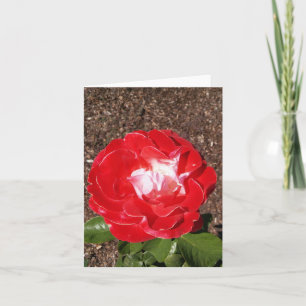 Carte de note pliée en rouge Rose