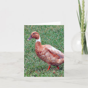 Carte de note pliée photo de canard Brown