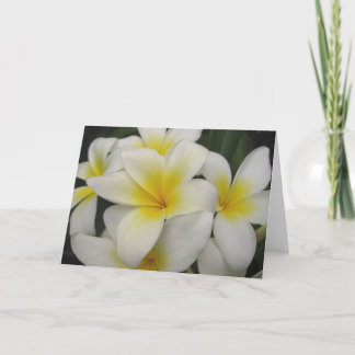 carte de note - plumerias blancs
