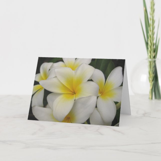 carte de note - plumerias blancs (Devant)