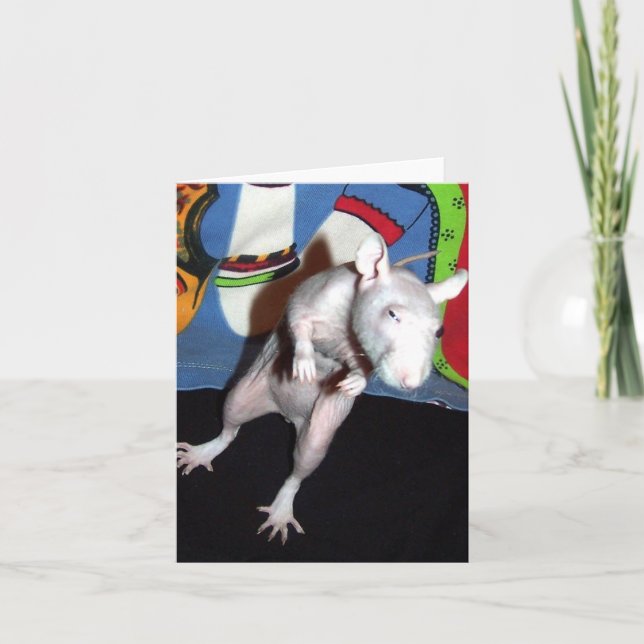 Carte de note pour animaux de compagnie sans poil (Devant)