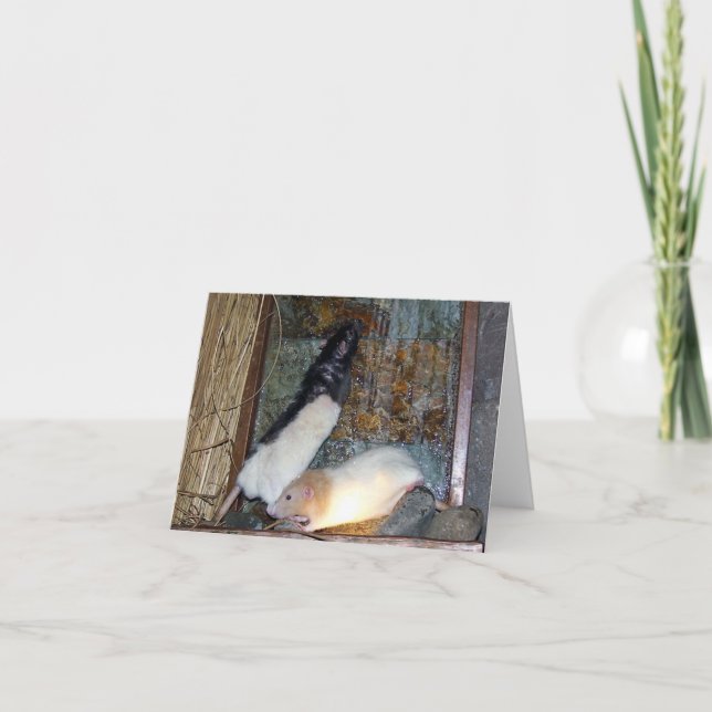 Carte de note Rex and Gizmo Pet Rat (Devant)
