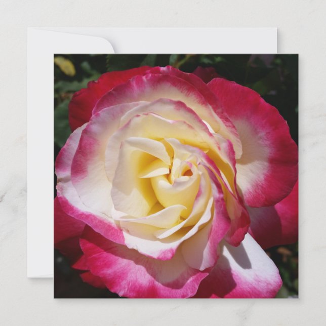 Carte de note rose (Devant)
