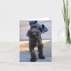 Carte de note Schnauzer miniature #1 - vide