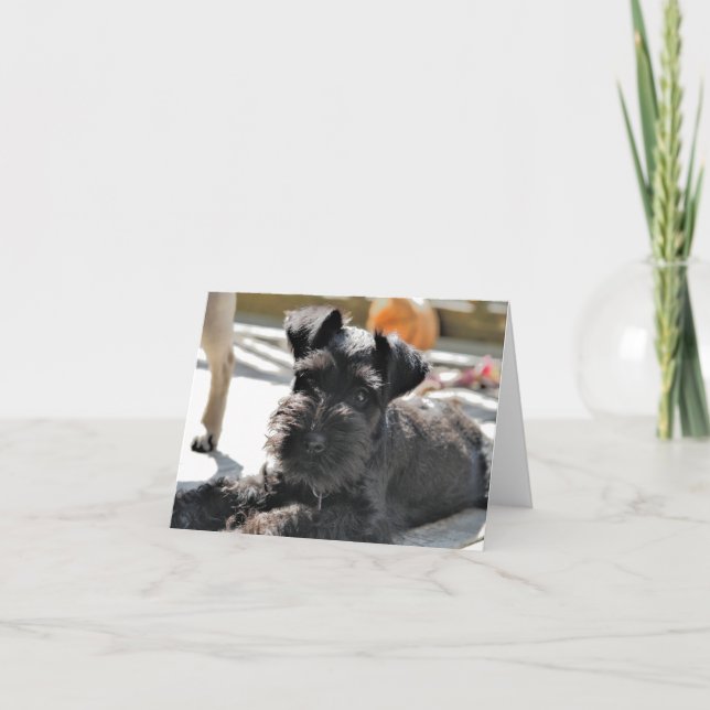 Carte de note Schnauzer miniature #4 - vide (Devant)
