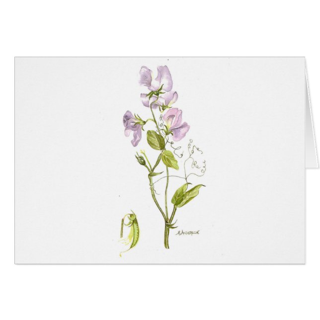 Carte de notes de pois doux violet (Devant horizontal)