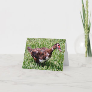 Carte de notes pliées pour le canard moscovy