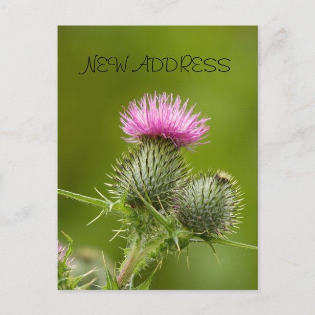 Carte de nouvelle adresse de la fleur de chardon (Devant)