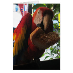 Carte de pain grillé à la carlette Macaw Parrot