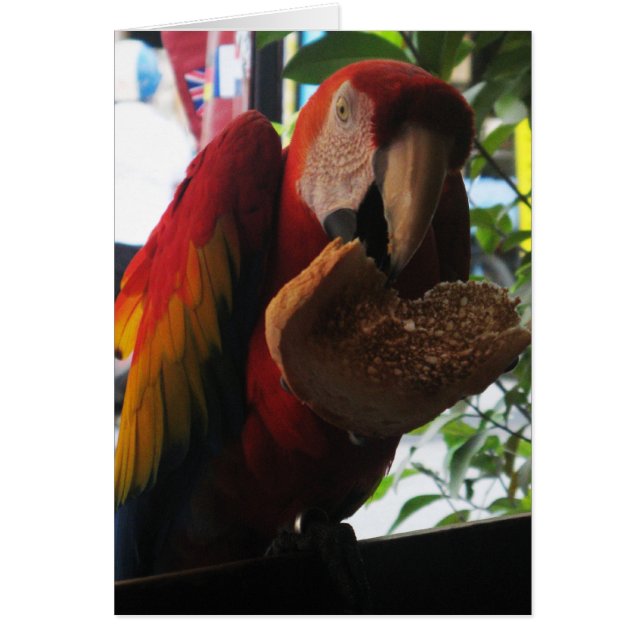 Carte de pain grillé à la carlette Macaw Parrot (Devant)