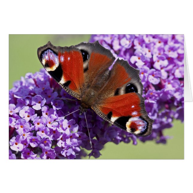 Carte de papillon de paon (Devant horizontal)