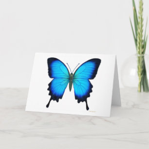 Carte de papillon de Papilio Ulysse