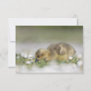 Carte de photo de nature de joli gosling