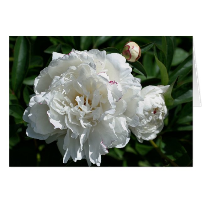 Carte de photographie à fleurs Peony Phases (Devant Horizontal)