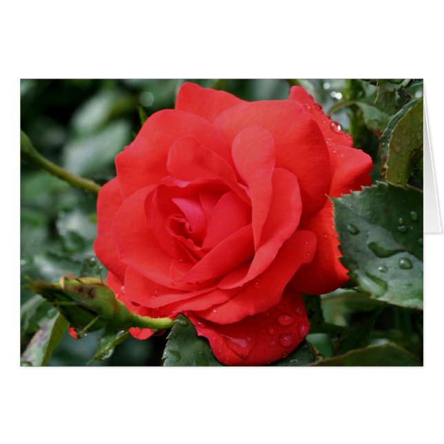 Carte de photographie à fleurs Red Rose Thorns (Devant Horizontal)