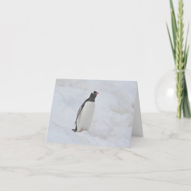 Carte de pingouin Gentoo (Neko) (Devant)