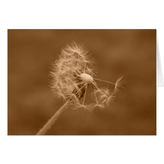 Carte de pissenlit de sépia (blanc) (Devant horizontal)