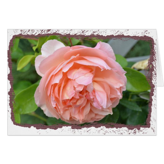 Carte de pivoine de pêche (Devant horizontal)