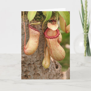 Carte de Plante carnivore