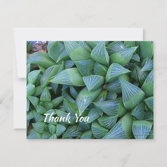 Carte de Plante Succulent de Merci modifiable 4,25 (Devant)