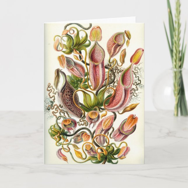 Carte de plantes carnivores (Devant)