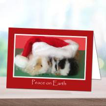 Carte de porc de la Guinée Noël mignonne