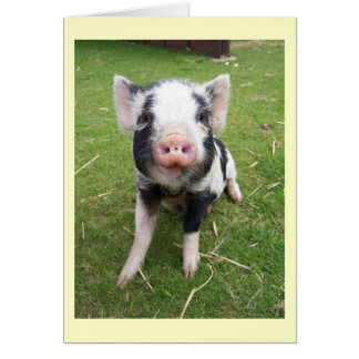 Carte de porc mignonne