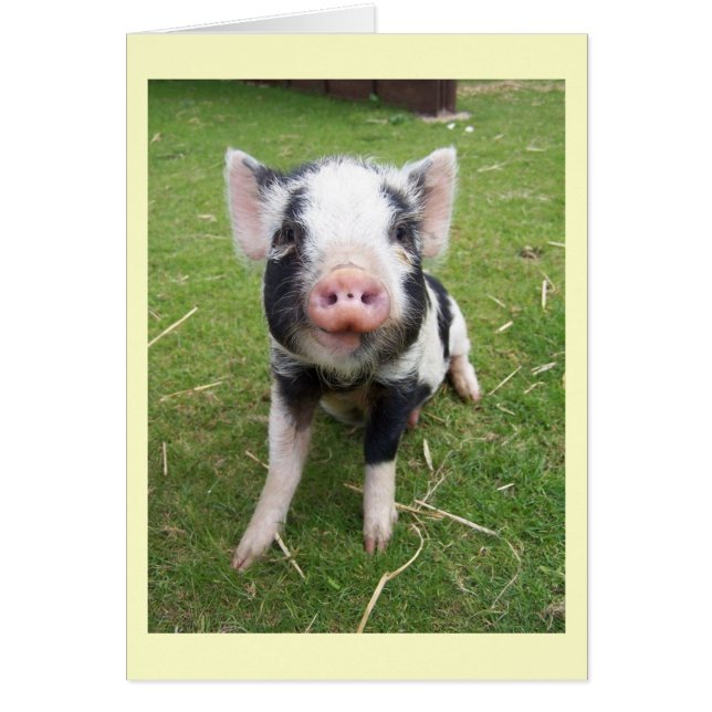 Carte de porc mignonne (Devant)