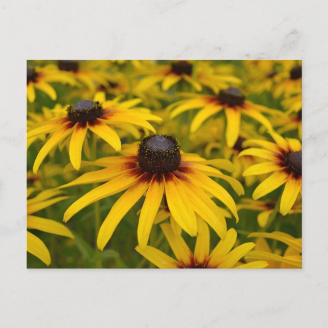 Carte de poste Black Eyed Susans Perspective (Devant)