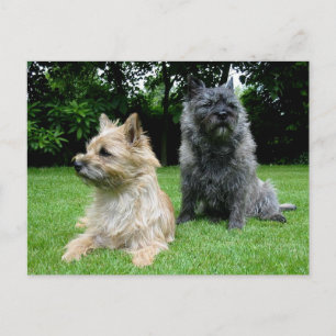 Carte de poste blanche pour chien chiot de Cairn T