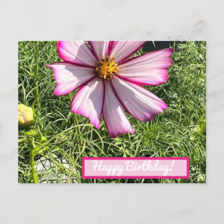 Carte de poste de fleurs Cosmo rose, Joyeux annive