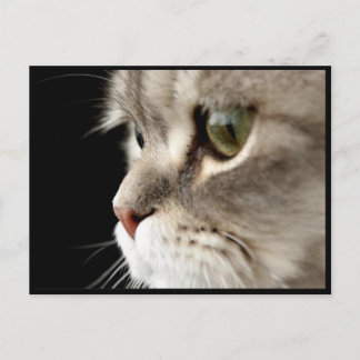 Carte de poste de Kitty à fermeture rapprochée