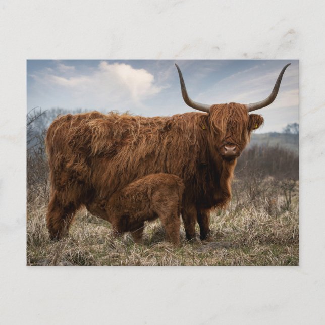 Carte de poste "Schotte Hooglander" avec veau (Devant)