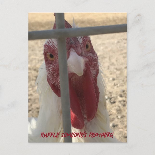 Carte de poulet qui décoiffe (Devant)