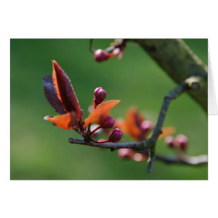Carte de printemps