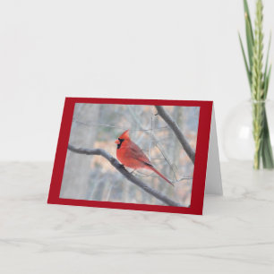 Carte de profil Cardinal Rouge