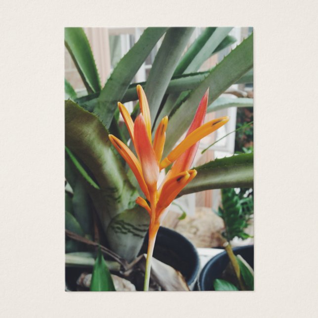 Carte de profil du bec de perroquets Heliconia Her (Devant)