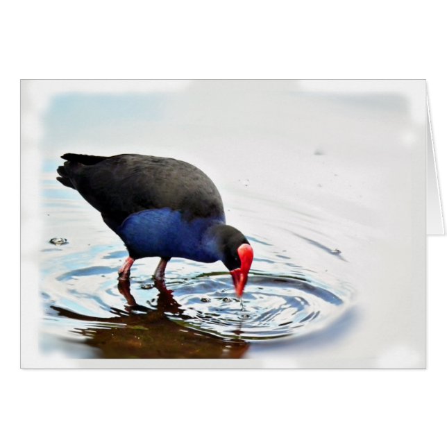 Carte de Pukeko (Devant horizontal)
