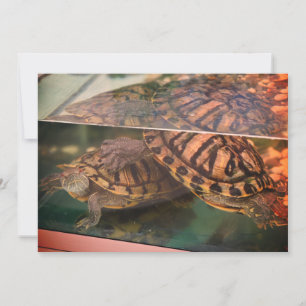 Carte de réflexion Tortue Terreuse Chaleureuse