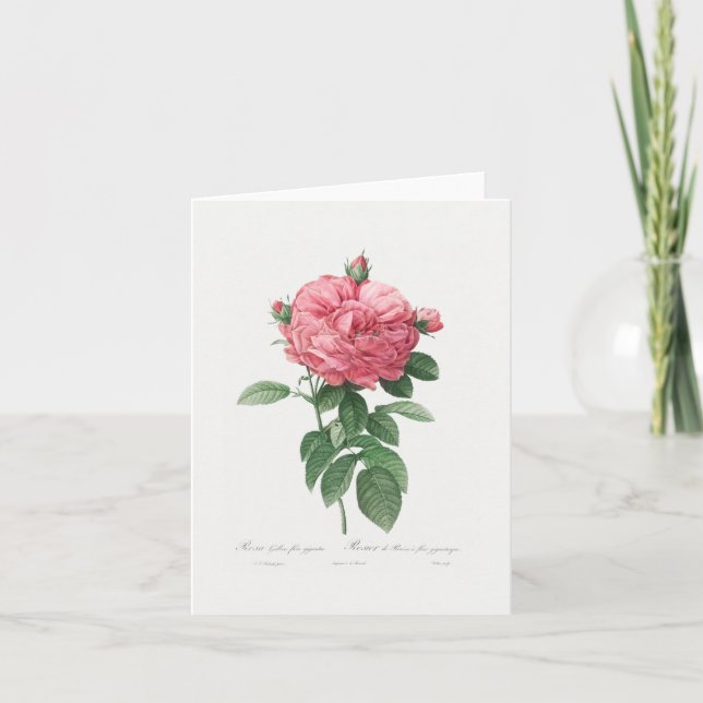 CARTE DE REMARQUE: REDOUTÉ : ROSE FRANÇAIS (Devant)
