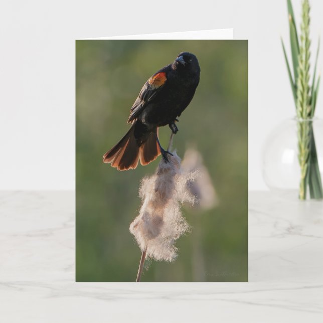 Carte de remerciements à ailes rouges (Devant)