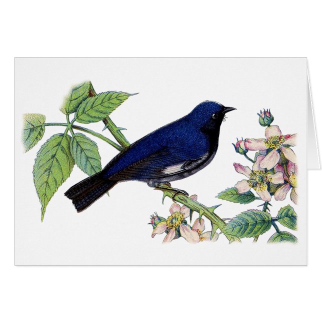 Carte de remerciements à ornithologie noire (Devant horizontal)