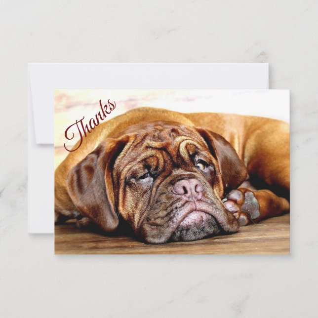 Carte De Remerciements Amusants dormant Grumeur Chien animal animal anima (Devant)