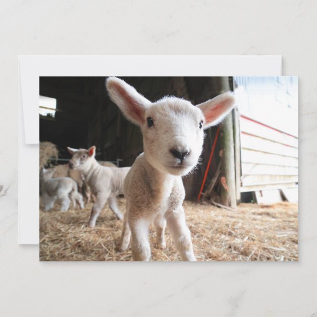 Carte De Remerciements Animaux de bébés cutest | Agneau mignon dans une f (Devant)
